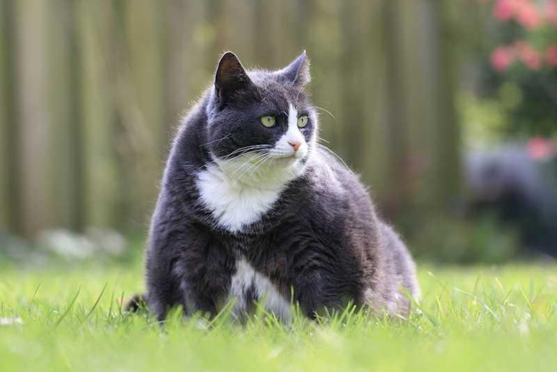 gato com excesso de peso com artrite