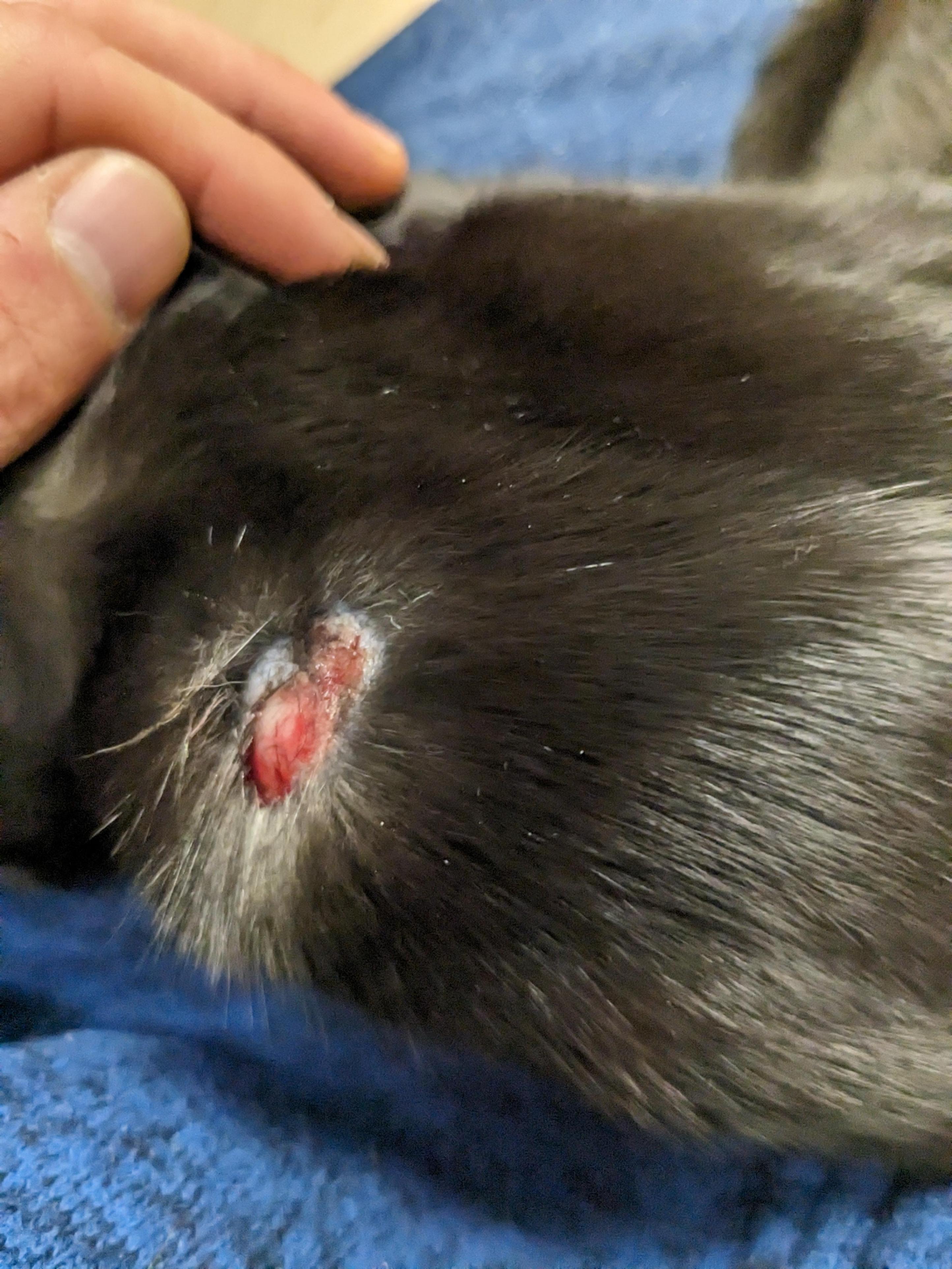 cat oozing hot spots
