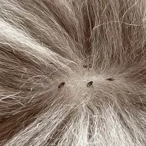 fleas cause hot spots on cats
