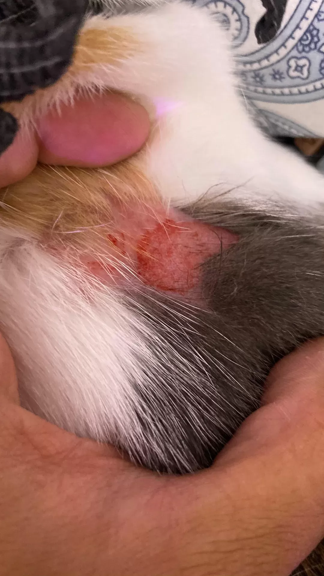 how do cats get hot spots