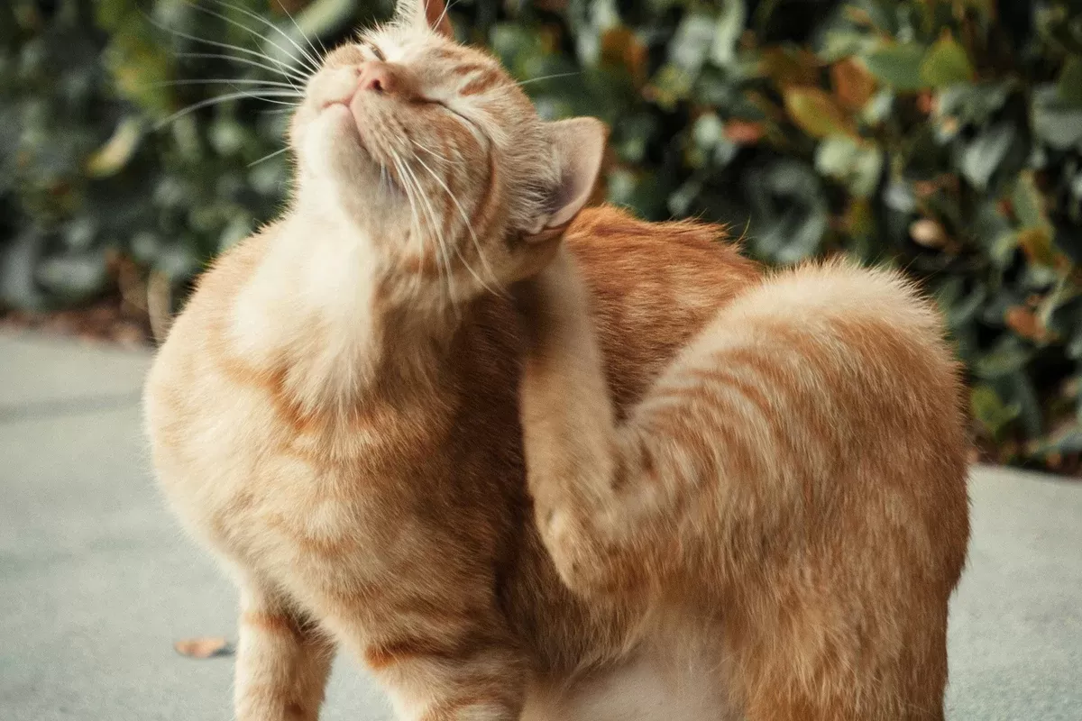 alergias levam a pontos quentes de gato
