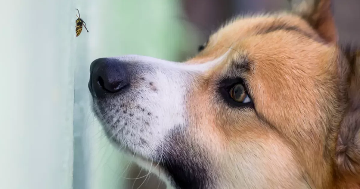picadas de insetos em cães