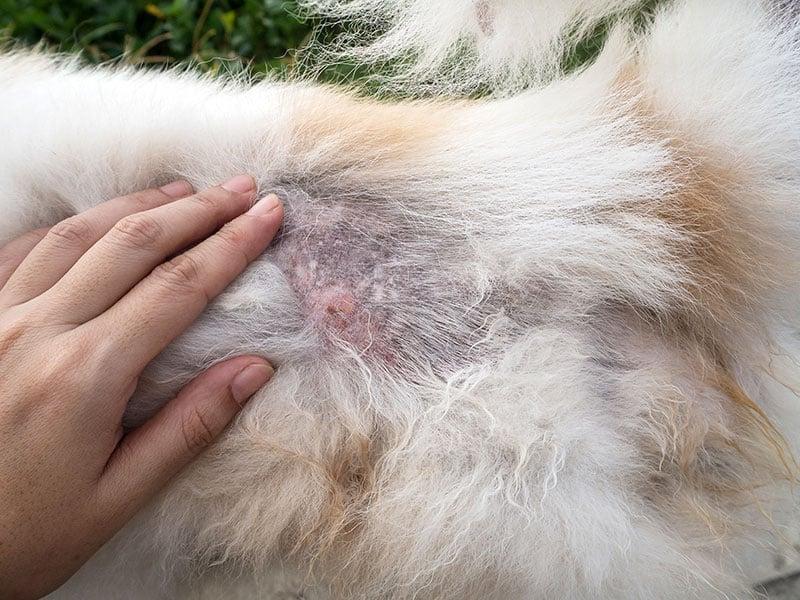 Dermatite alérgica a pulgas (FAD) em gatos
