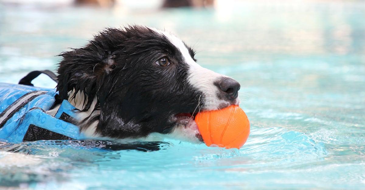 dog loves swimming