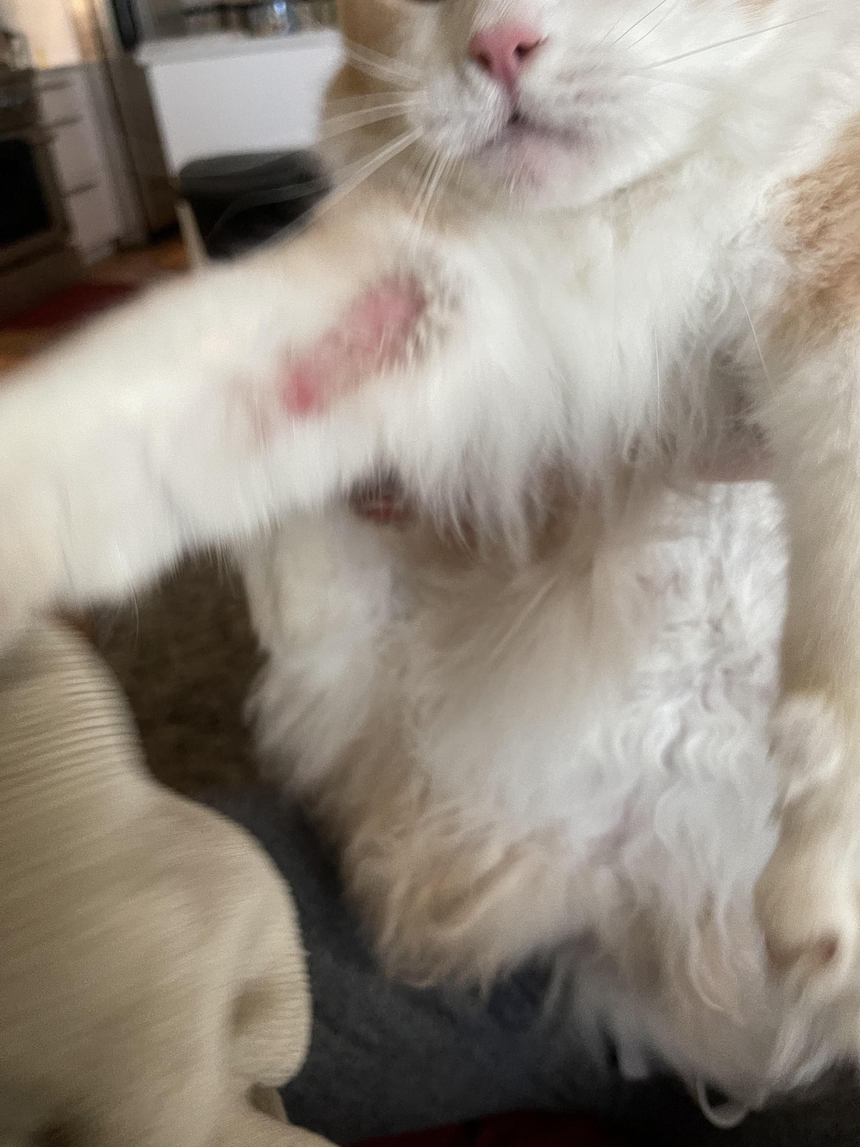 excessive grooming cats