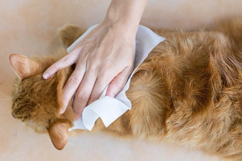 limpe um gato para limpeza regular