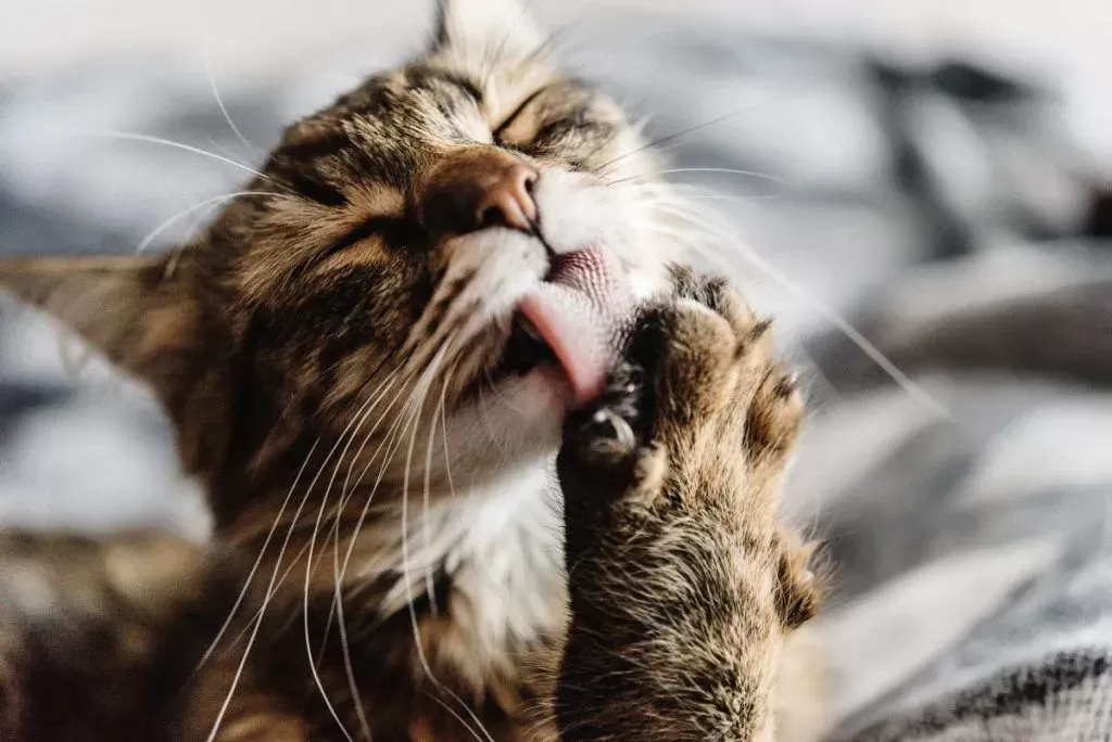 DIY Feline Skin Care Recipes to Prevent Hot Spots at Home (Vet-Approved)