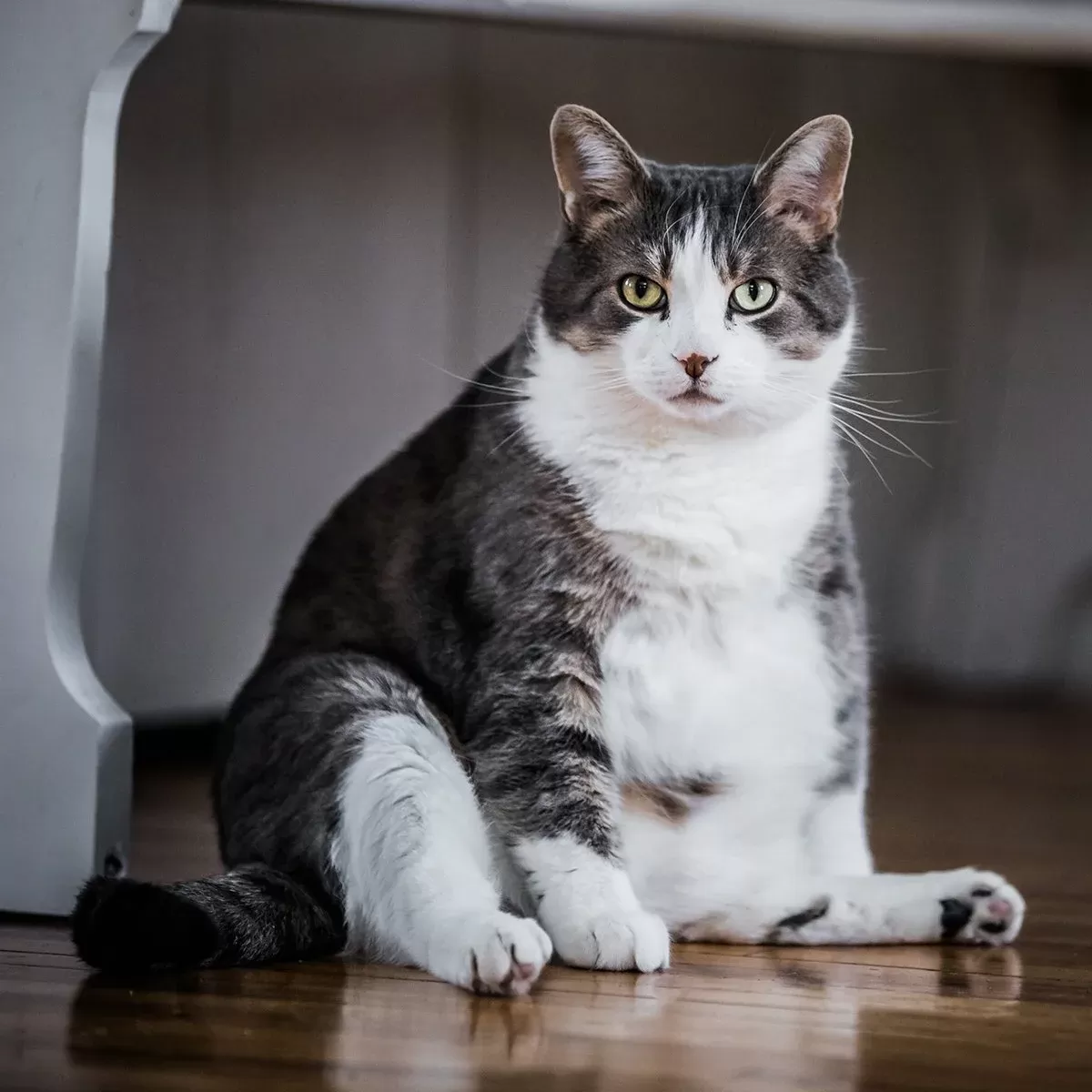 fette Katzen 