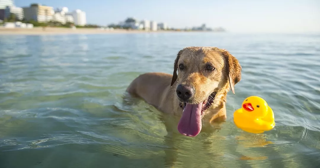 Swimming and Hot Spots: Why Water-Loving Dogs Are at Risk