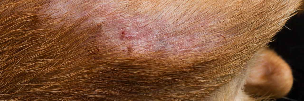 Dermatitis alérgica a pulgas en perros