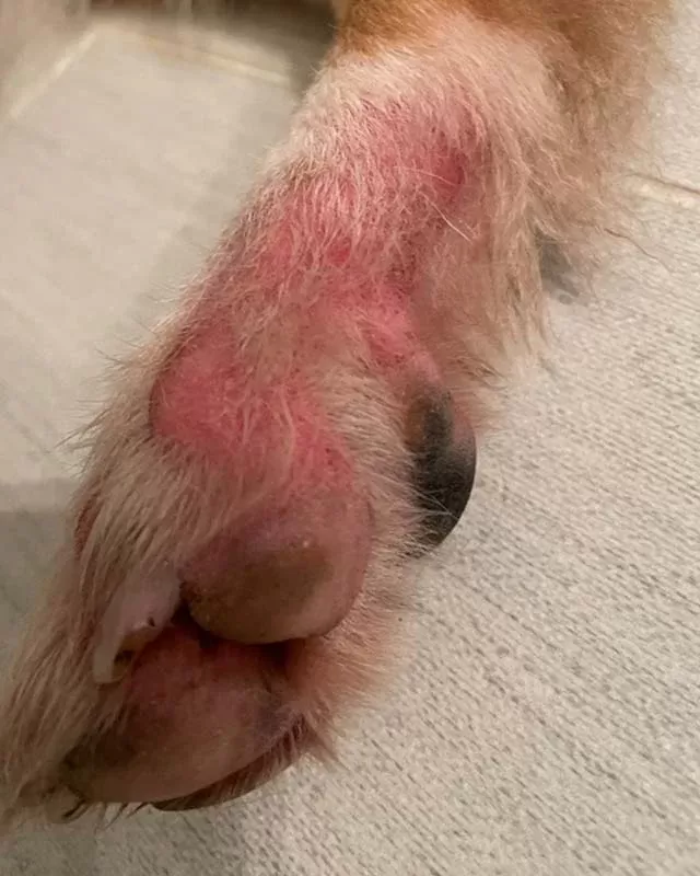 dog chewing skin raw