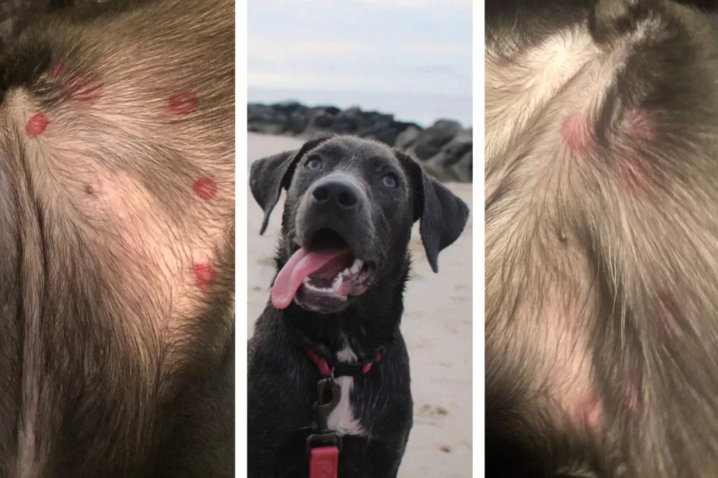 Hot Spots bei Hunden
