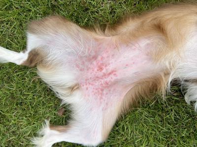 rashes on dogs