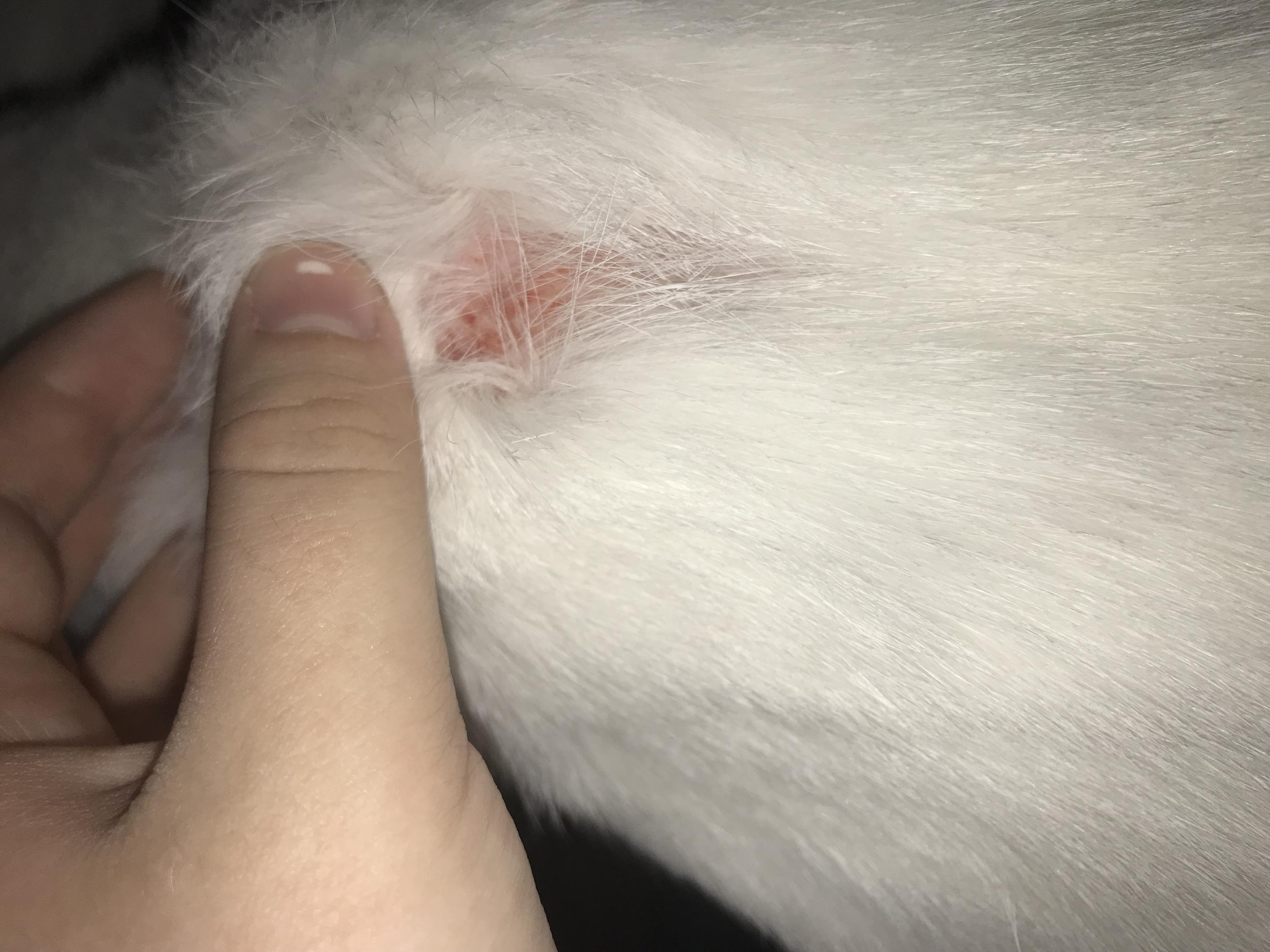 Hot Spots bei langhaarigen Katzen