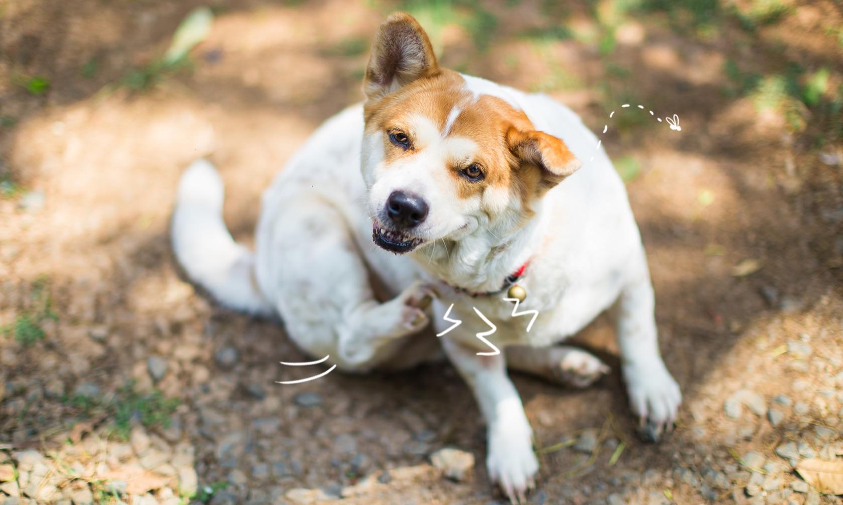 hot spots on dogs