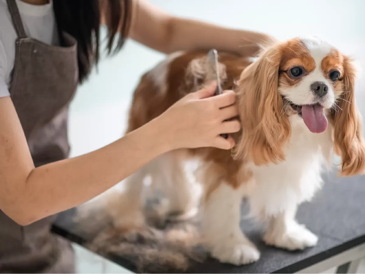 cuidando de um cachorro