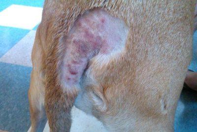 what do hot spots on dogs look like