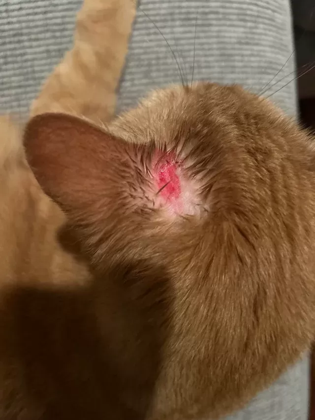 Hot Spots bei Katzen