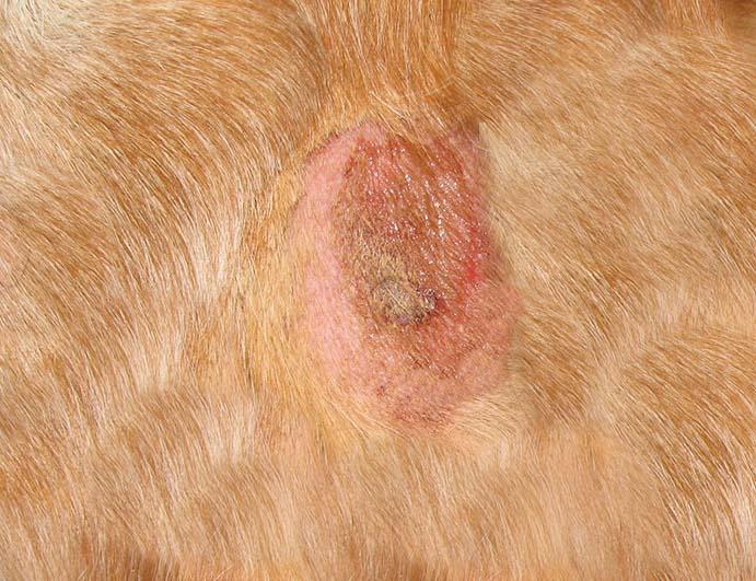 puntos calientes en los perros