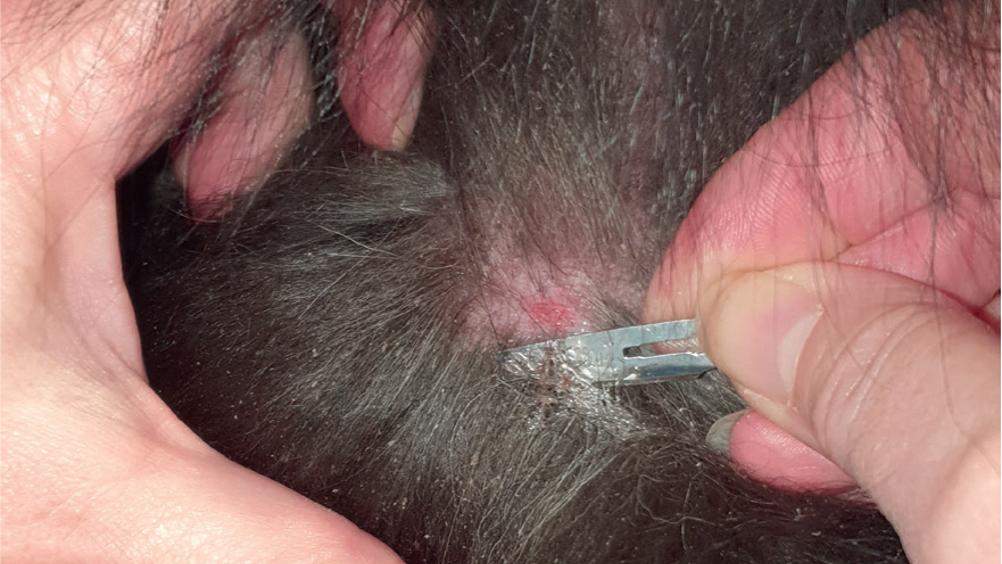 Köpeklerde sıcak noktalar için deri kazıntıları