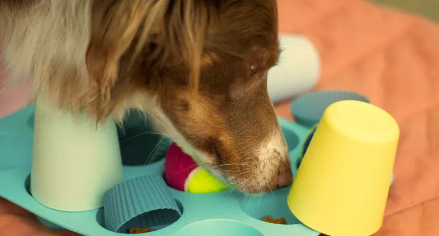 hot spots on dogs