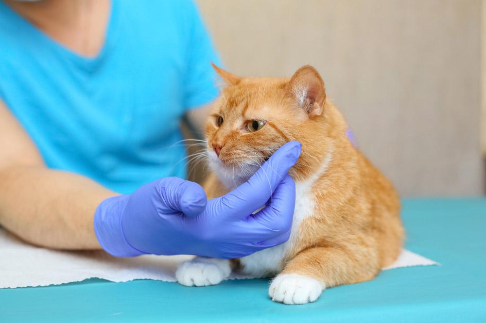 verificação veterinária de pontos quentes de gatos