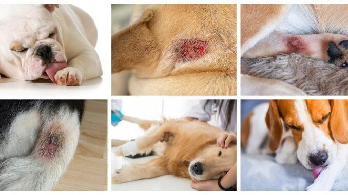 hot spots on dogs