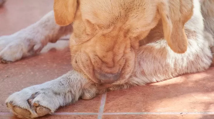 dog chewing raw skin