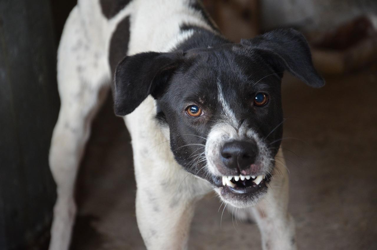stress-related hot spots on dogs