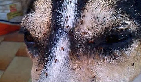 pulgas em cães