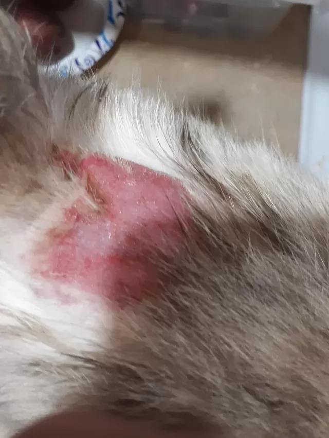 Katzen-Hotspots heilen nicht