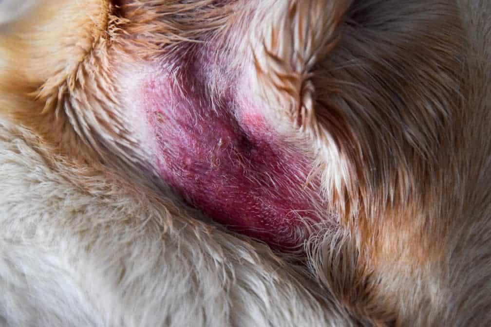 hot spots on dogs