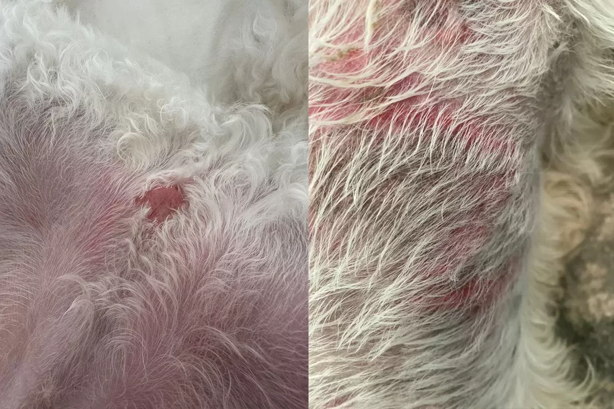 hot spots on dogs