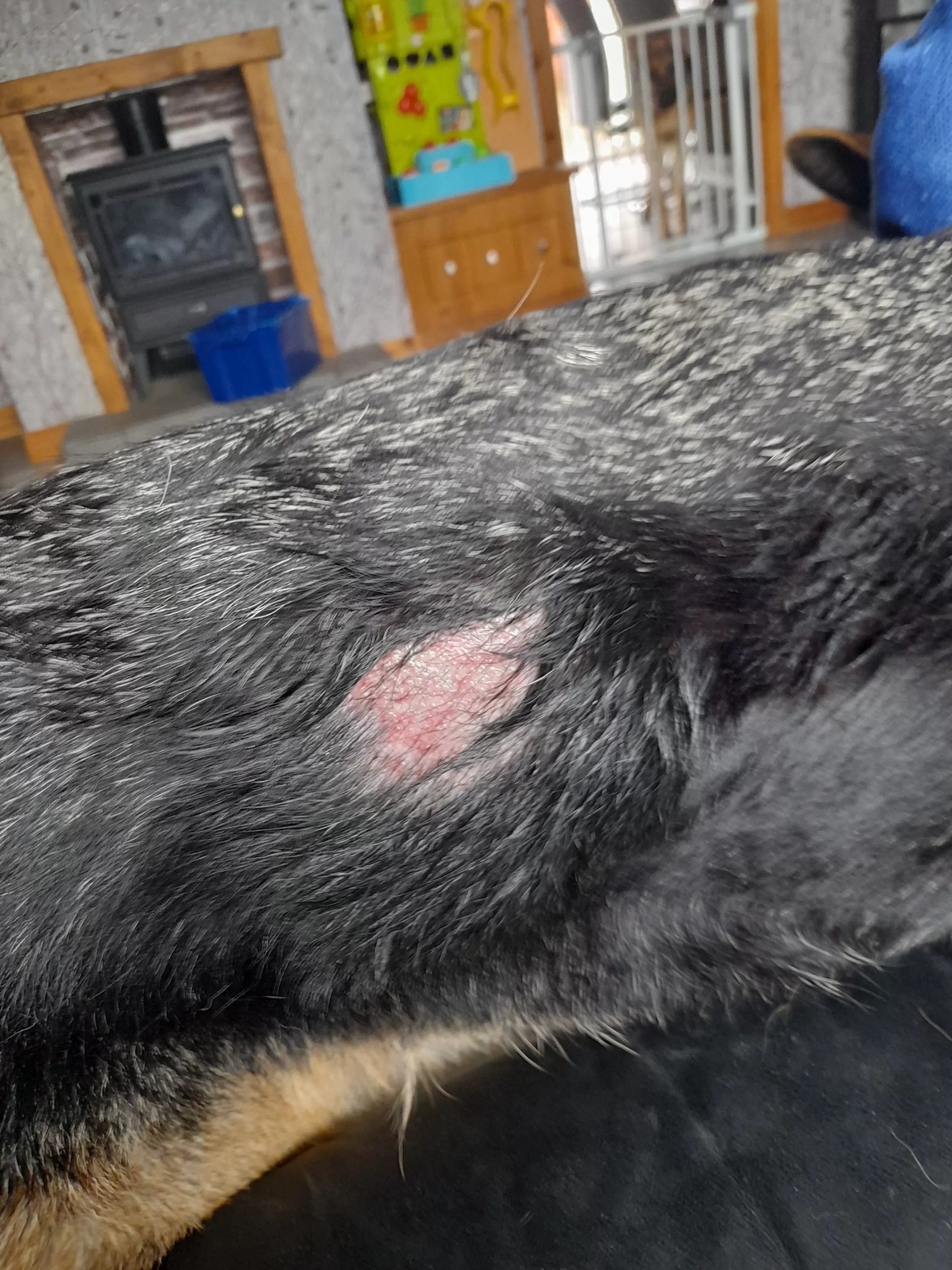 hot spots on dogs