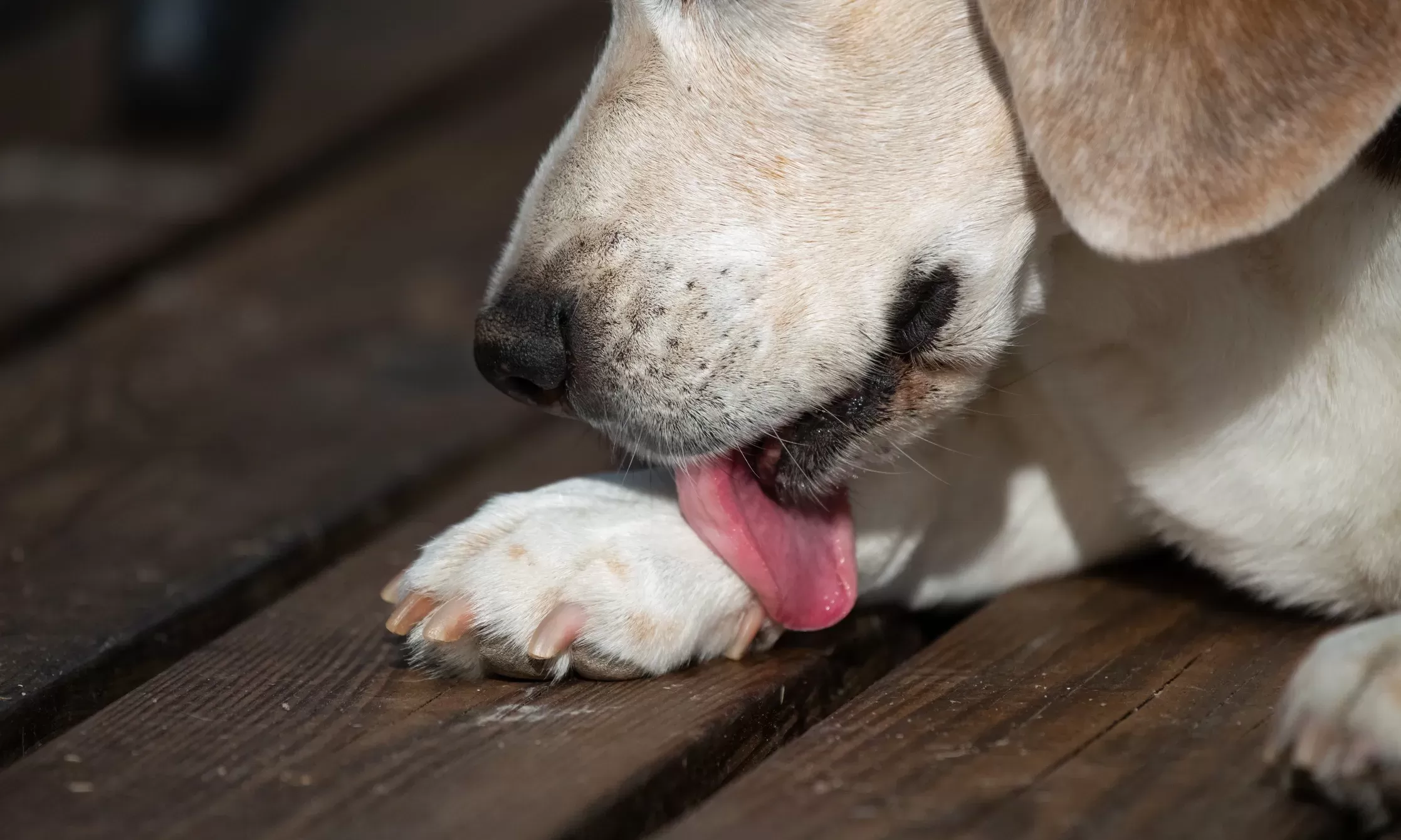 köpek kompulsif yalama