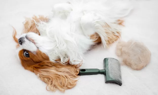 Hot Spots bei Hunden