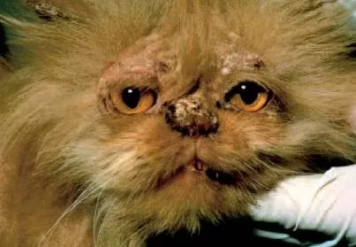 ringworm on cats
