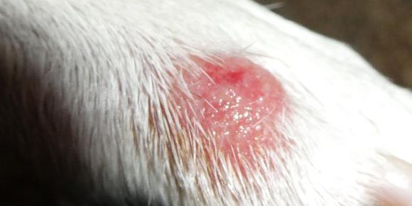 hot spots on dogs