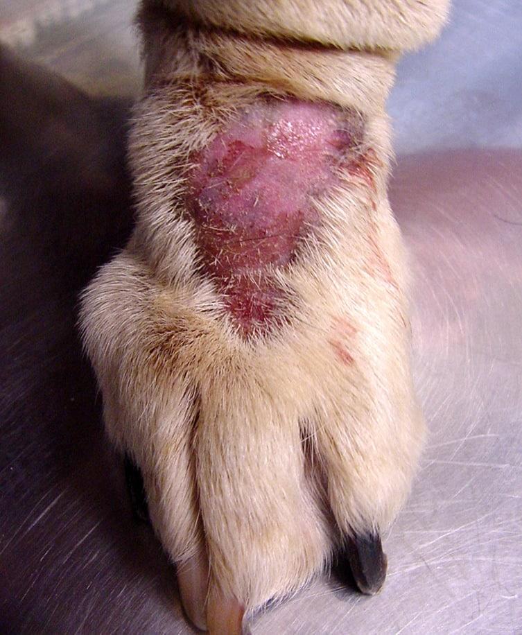 hot spots on dogs