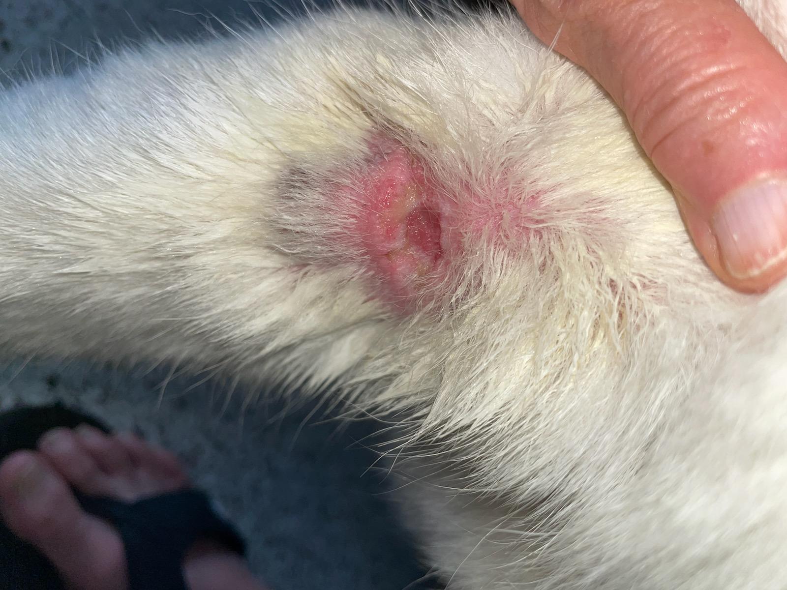 köpek bacağındaki sıcak noktalar