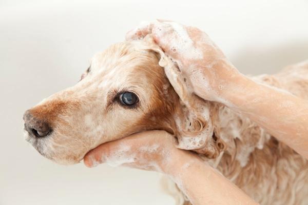köpeklerde banyo tetikleyici sıcak noktalar