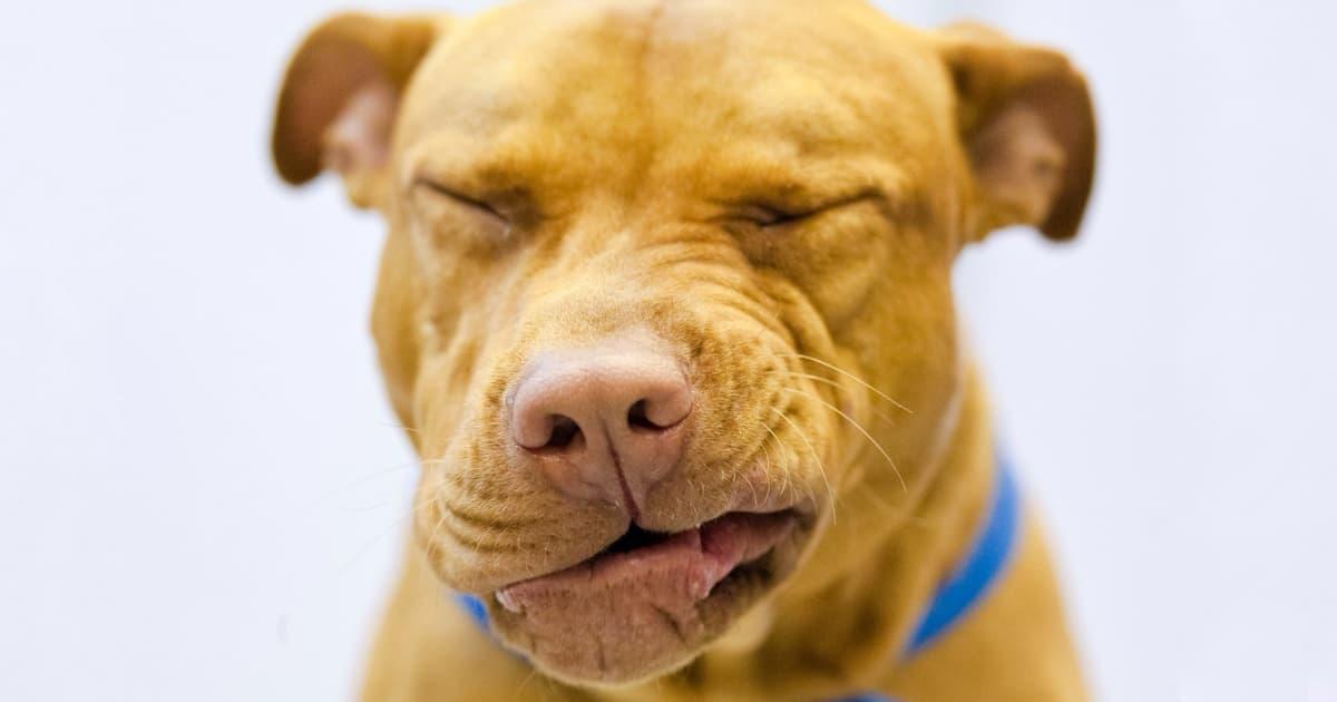 The Ultimate Guide to Environmental Allergies in Dogs