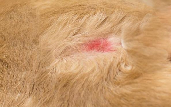 How to Stop Dog Hot Spots from Spreading: Vet-Approved Solutions