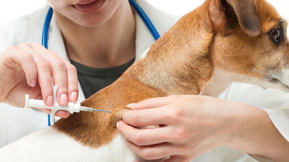 tomar la vacuna para prevenir a los perros de enfermedades transmitidas por mosquitos