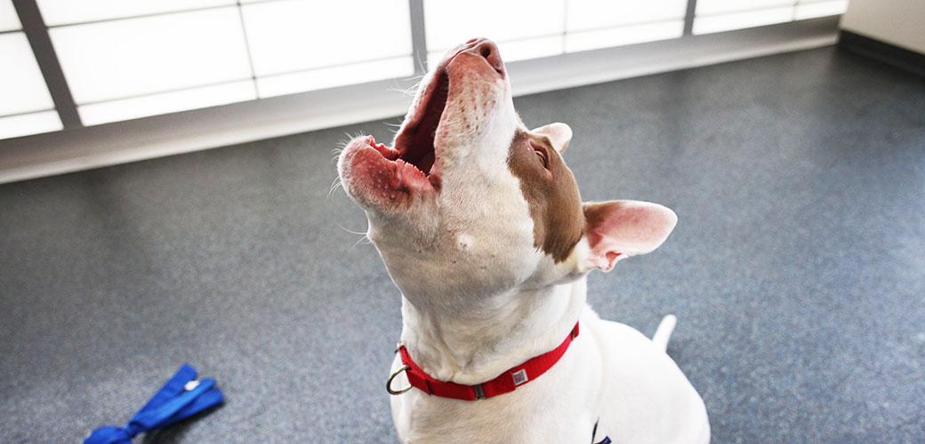 excessive whining dogs caused by hot spots
