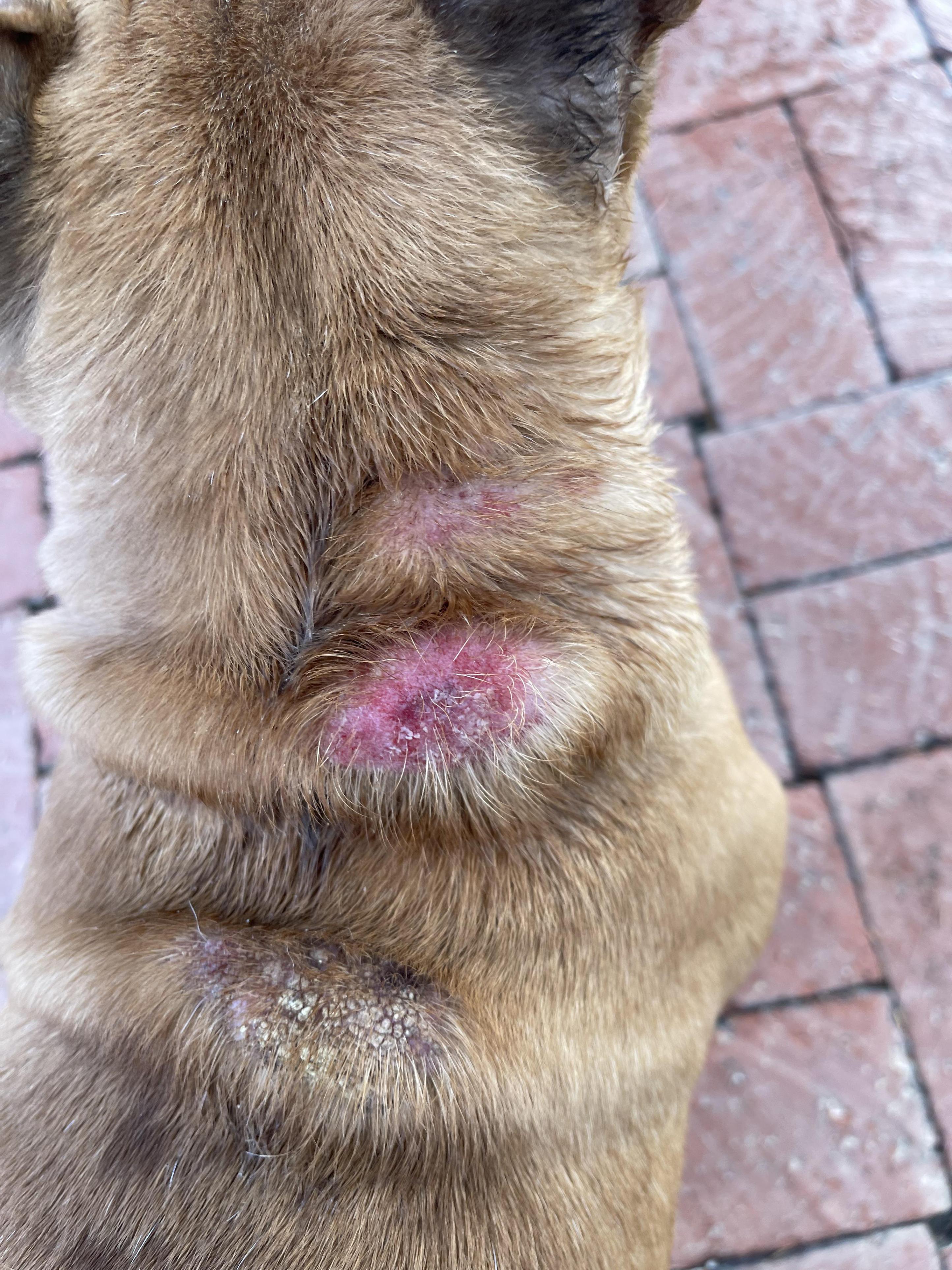 rashes on dogs