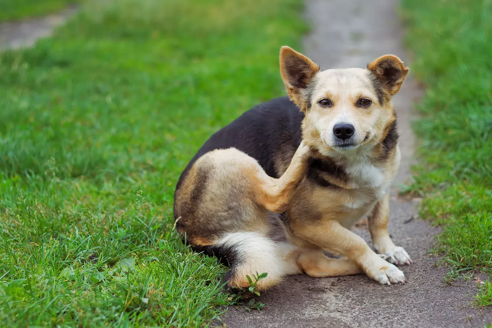 cães com pontos quentes coçando excessivamente