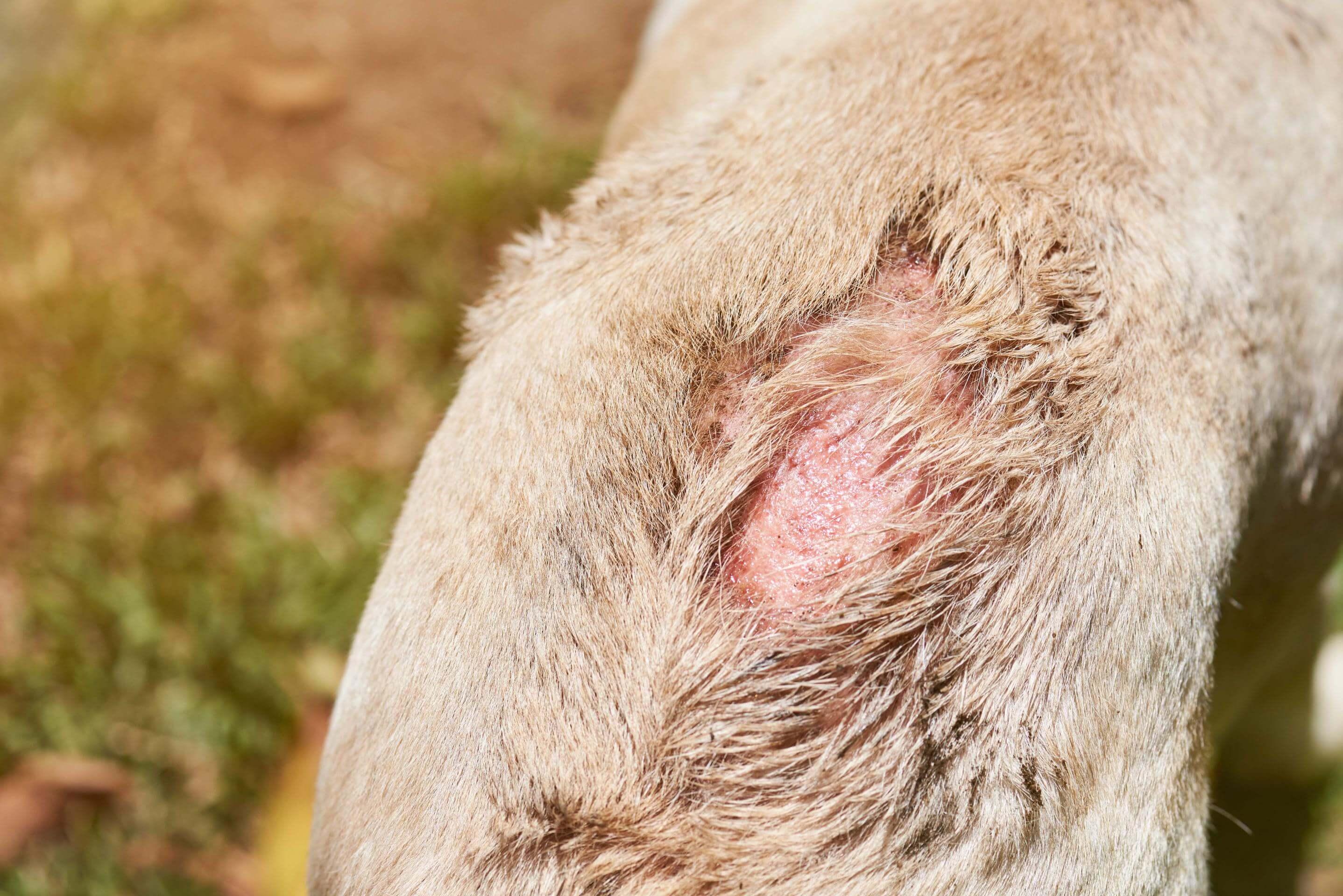 köpeklerde sıcak noktalar