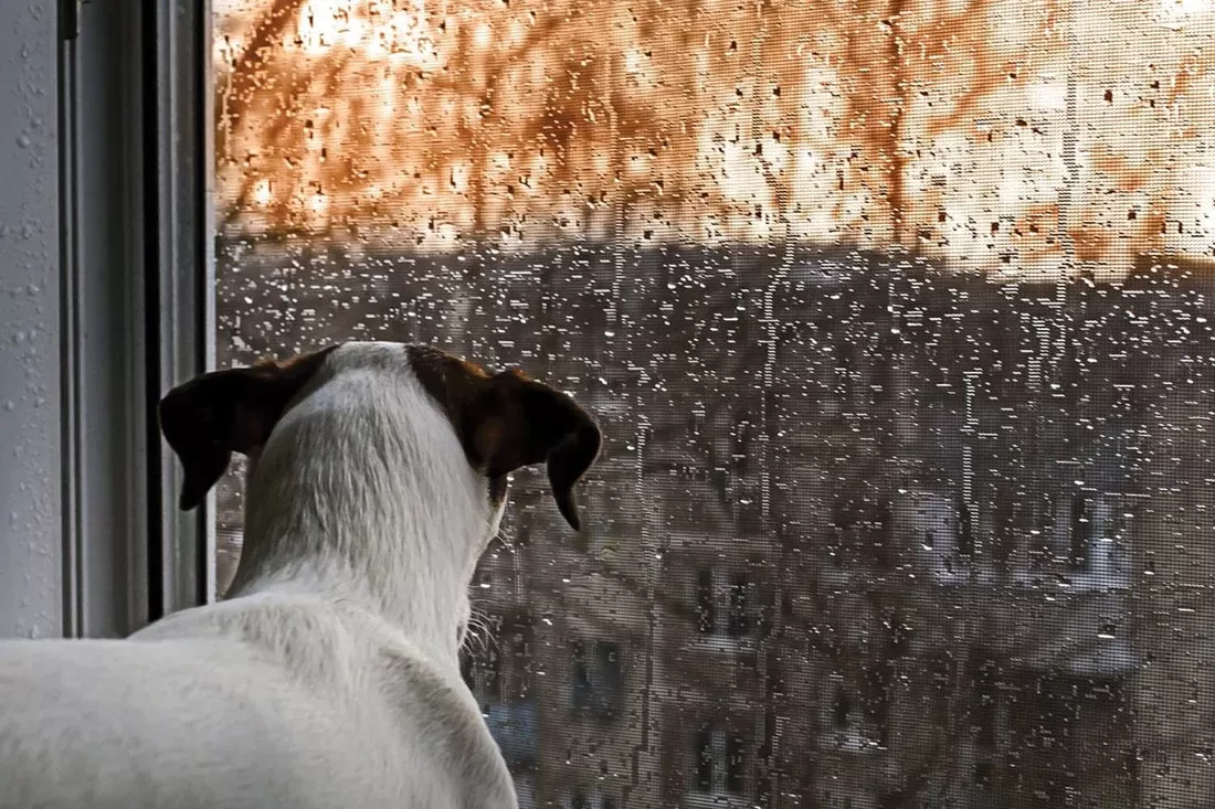 Hot Spots bei Hunden an regnerischen Tagen