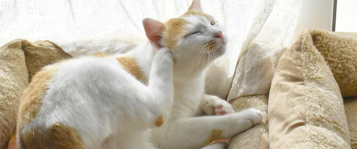 Ohrenentzündungen bei Katzen